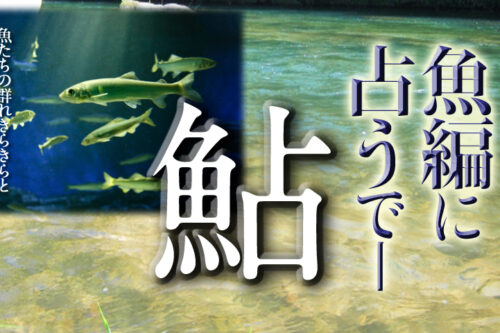 魚へんに占うで鮎