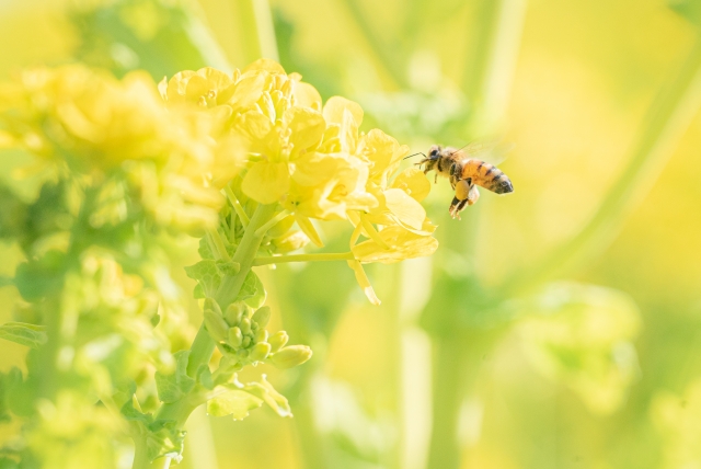 蜜蜂